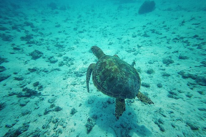 Private Marine Excursion and snorkeling in the lagoon of Moorea - Snorkeling with stingrays and black-tip sharks