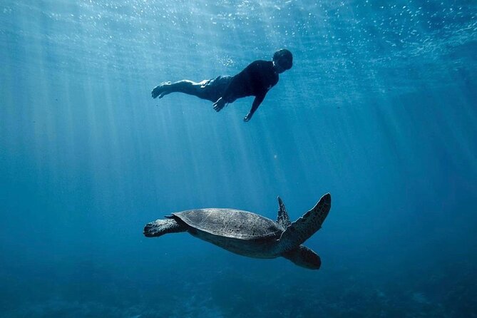 Private Marine Wildlife Adventure with Underwater Photography - Why the marine biologist guide changes the experience