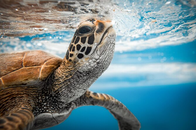 Private Rarotonga Turtle Tour - Key points to know before booking