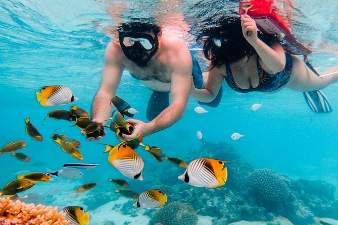 Private Rarotonga Turtle Tour - What you may see on the reef