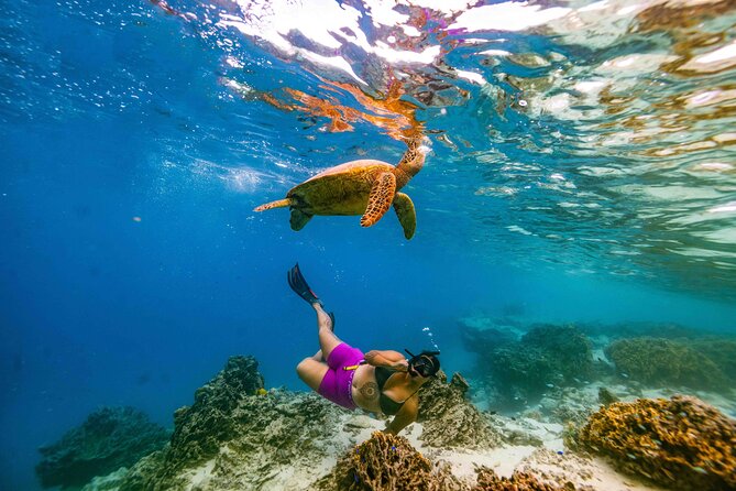 Private Rarotonga Turtle Tour - Fruit, photos, and the finish on shore