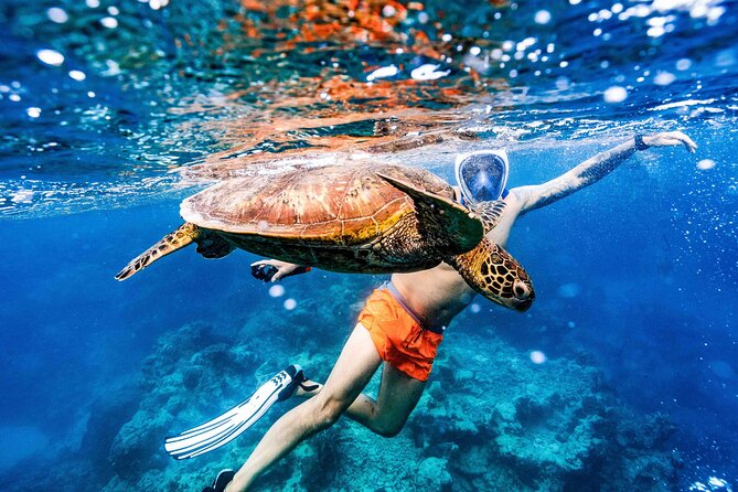 Private Rarotonga Turtle Tour - Timing changes with the water