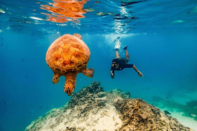 Private Rarotonga Turtle Tour - Who will enjoy this Rarotonga snorkeling tour