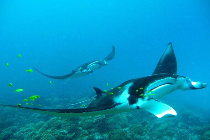 Private Reef Discovery Luxury Dream Day Tour in Bora Bora - Morning Start at 9:00 a.m.