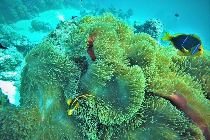 Private Reef Discovery Luxury Dream Day Tour in Bora Bora - Snorkeling Among Bora Bora’s Coral Gardens