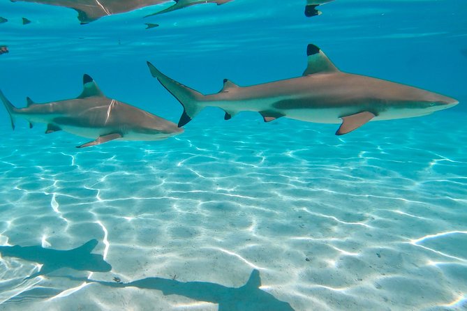 PRIVATE Sunset Tour: Moorea Snorkeling on a Catamaran named Taboo - What You Actually Get for the Price