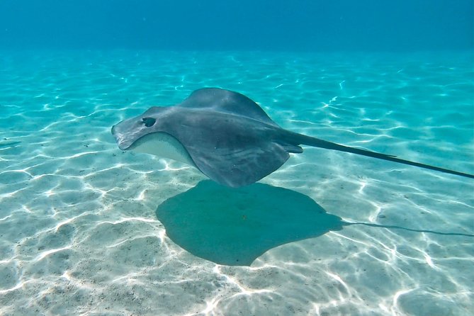 PRIVATE Sunset Tour: Moorea Snorkeling on a Catamaran named Taboo - Fruit, Maitais, and Time to Slow Down