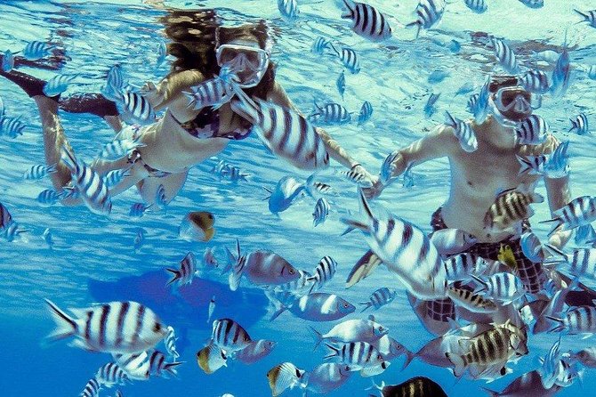 Private Tour: Bora Bora Lagoon Eco Snorkel Cruise - 3hrs or 6hrs - First snorkeling areas: coral, rays, and seasonal wildlife
