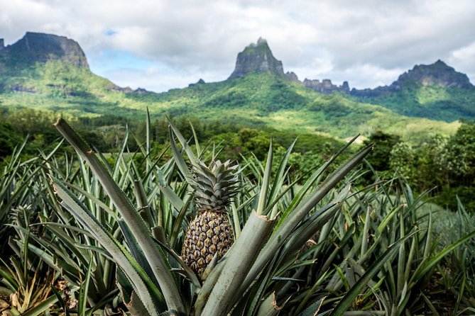 Private Tour Moorea 4WD - Belvedere Pineapple Farm, Magic Mount. - Key points to know before you book