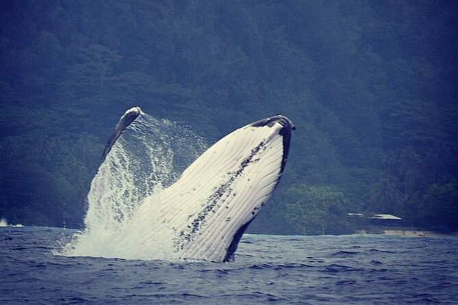 Private tour observing and swimming with humpback whales in Moorea - A Private Start at Moorea’s Maharepa Meeting Point