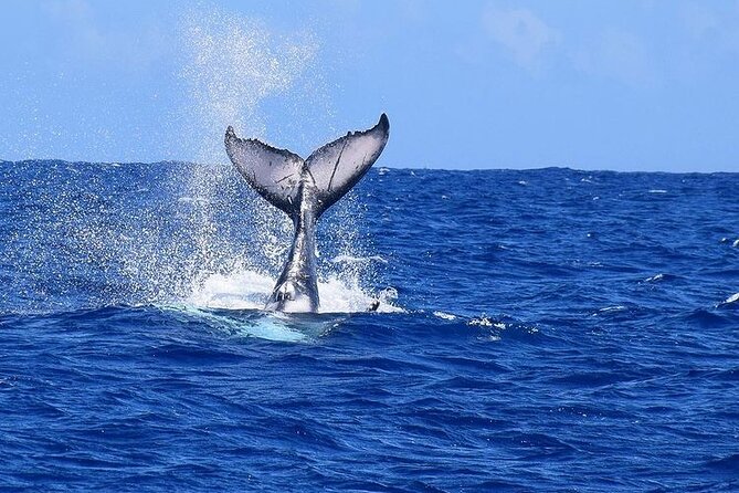 Private tour observing and swimming with humpback whales in Moorea - Four Hours on the Water: What the Time Means