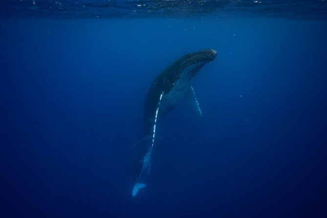 Private tour whale watching and snorkeling in Moorea - Why a Private Boat Changes the Day