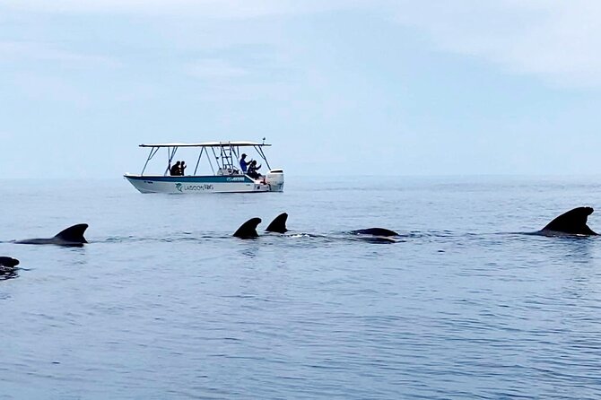 Private tour whale watching and snorkeling in Moorea - What Else You Might See in the Water