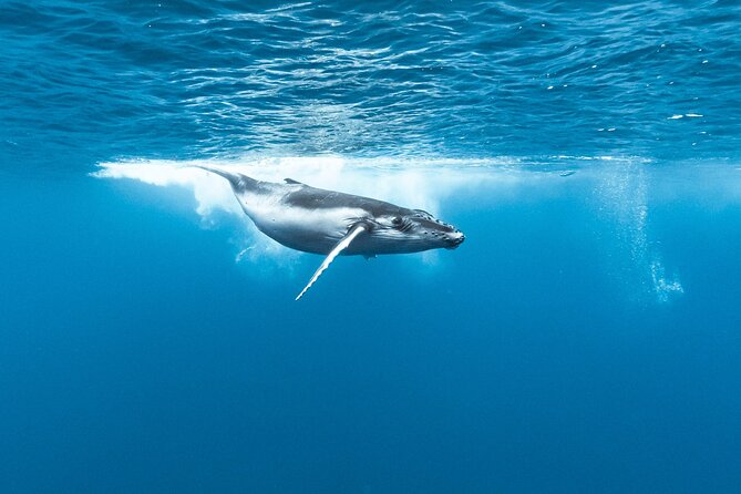 Private tour whale watching and snorkeling in Moorea - Lagoon Flexibility for Rough Seas and Seasickness