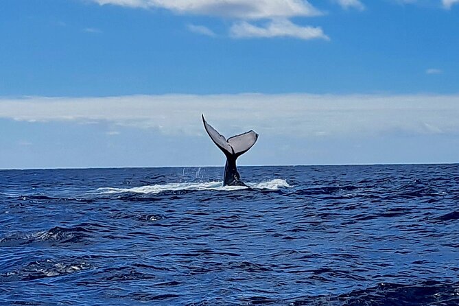 Private tour whale watching and snorkeling in Moorea - Safety, Animal Welfare, and the Practical Demands
