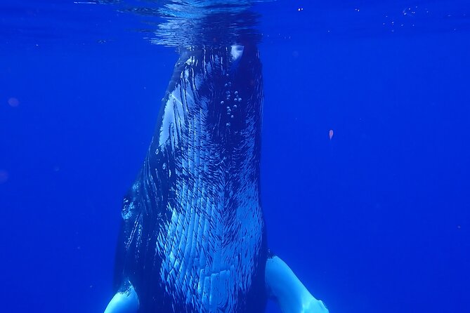 Private Tour Whale Watching Half Day Tour - Meeting the whales from Moorea Marina