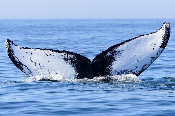 Private Tour Whale Watching Half Day Tour - Beyond whales: dolphins, sperm whales, and seabirds