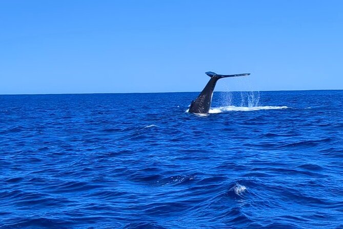Private Tour Whale Watching Half Day Tour - A half-day schedule shaped by weather