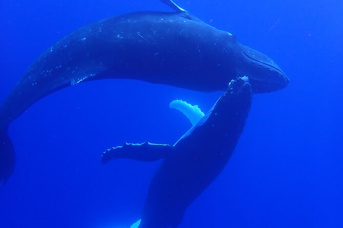 Private Tour Whale Watching Half Day Tour - Reading whale behavior instead of chasing sightings