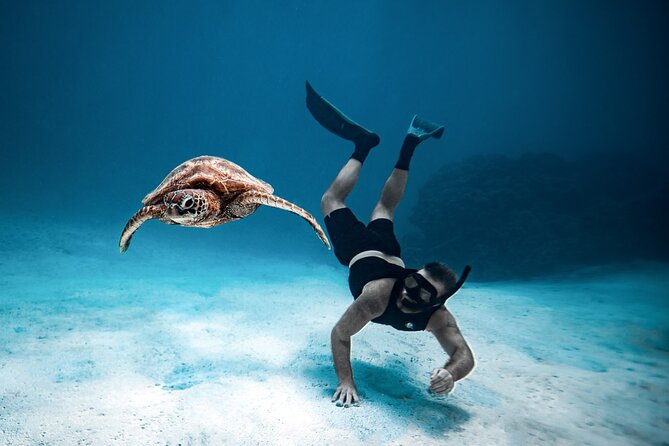 Private Turtle and Ray Tour Rarotonga - Safety, wildlife etiquette, and comfort in the water