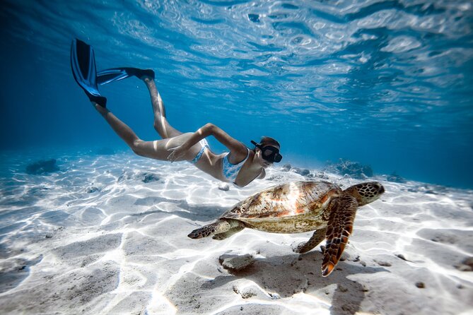 Private Turtle and Ray Tour Rarotonga - Swimming with turtles and rays near Takitumu District