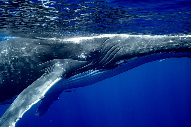 Private Whale Watching Adventure in Mo'orea - Swimming with whales, with strict limits