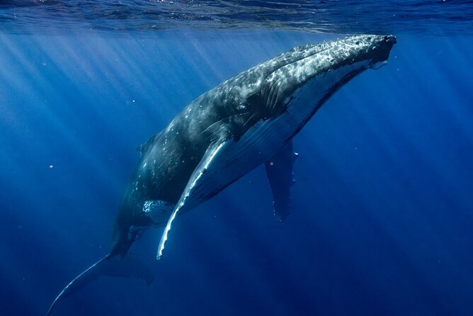 Private Whale Watching Adventure in Mo'orea - What the boat experience is really like