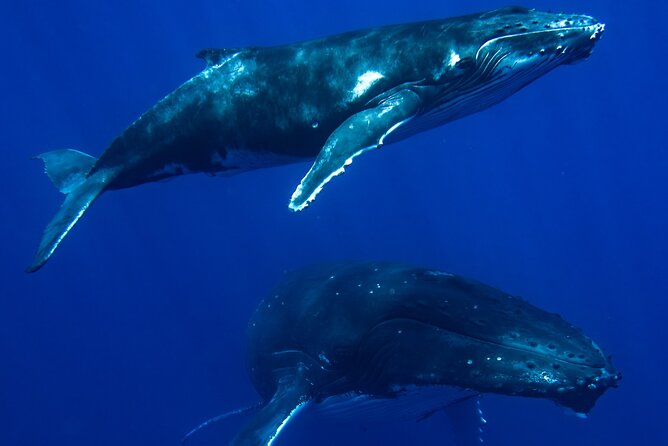 Private Whale Watching Adventure in Mo'orea - Six hours of searching, watching, and waiting