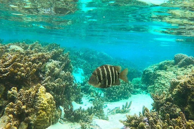 Raiatea-Tahaa Snorkeling in our beautiful Coral Garden - Sailing from Uturoa toward Tahaa