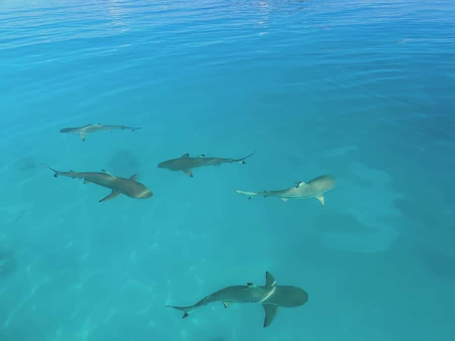 Rangiroa: Blue Lagoon Tiputa Pass Coral Garden Island Birds - How the schedule works in real life