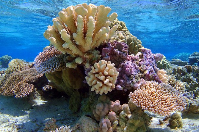Reef Discovery Half Day Group Signature Tour - Why this half-day tour works well in Bora Bora