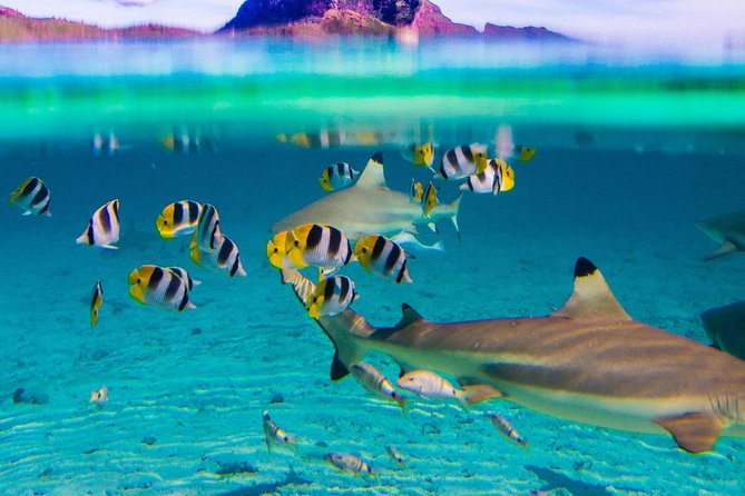 Reef Discovery Half Day Group Signature Tour - Eagle rays bring the wide-open lagoon feeling