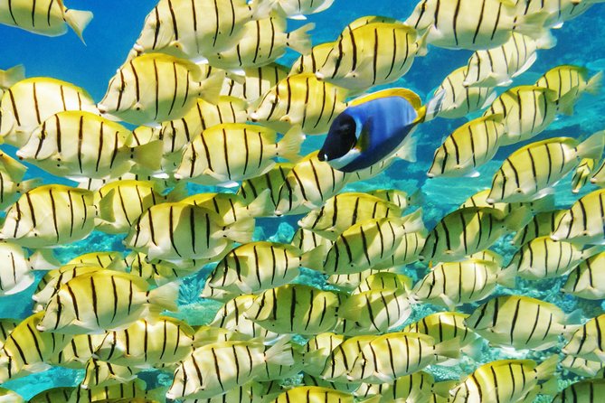 Reef Discovery Half Day Group Signature Tour - What your guide adds to the outing