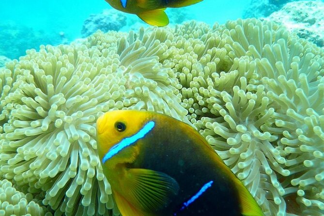 Reef Discovery Luxury Private Snorkeling Lagoon Tour - Why a private lagoon boat changes the day