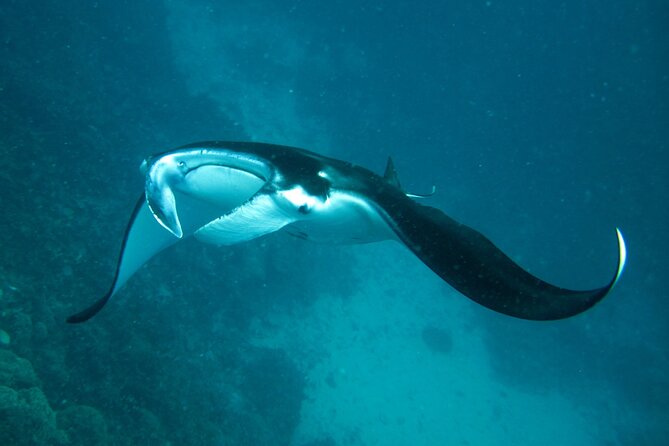 Reef Discovery Luxury Private Snorkeling Lagoon Tour - Warm, shallow water with room to set your pace