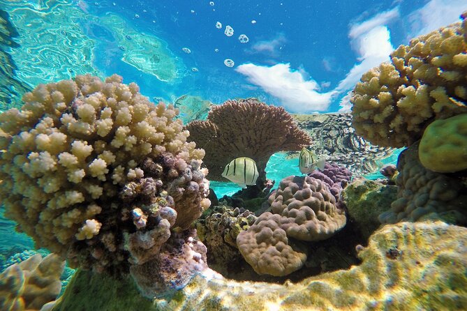 Reef Discovery Luxury Private Snorkeling Lagoon Tour - Who will enjoy this most