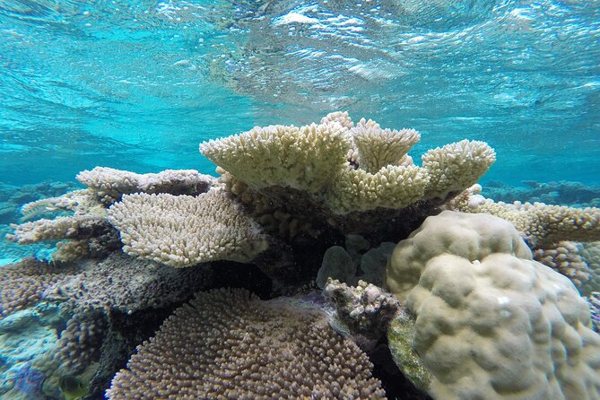 Reef Discovery Private Full Day Lagoon Tour & Water Lunch - Sailing with Mount Otemanu in view