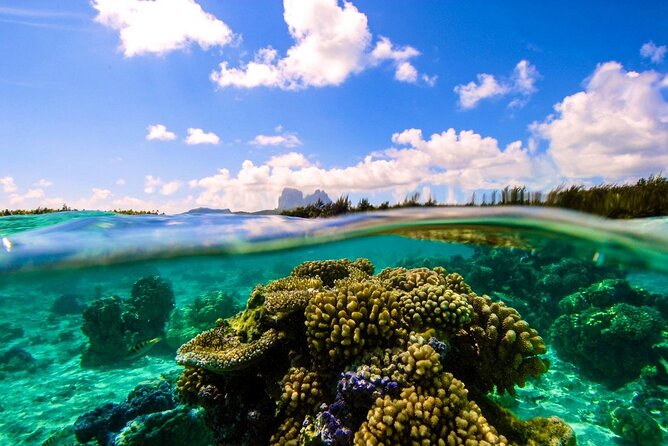 Reef Discovery Private Full Day Lagoon Tour & Water Lunch - Why the private format matters at this price