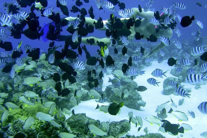 Reef Discovery Private Full Day Lagoon Tour & Water Lunch - Who will get the most from Reef Discovery