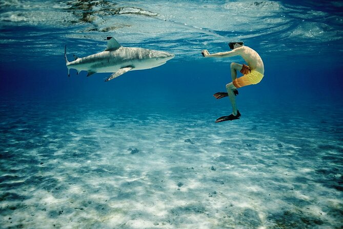 Reef Discovery Private Half Day Lagoon Tour - Pickup from your hotel or port