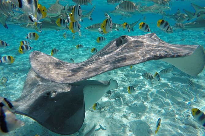 Reef Discovery Private Half Day Lagoon Tour - How active is the snorkeling?