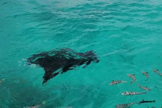 Reef island private tour - Snorkeling in the Coral Garden