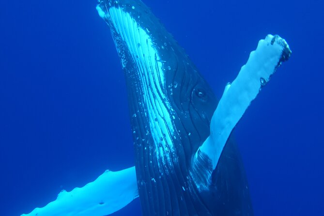 Respectful whale excursion to Tahiti in 4h30 - First sightings: spinner dolphins and Tahiti’s marine life