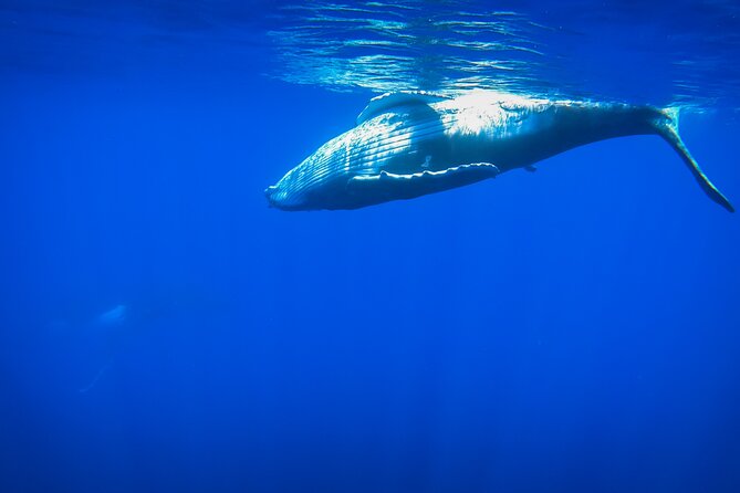 Respectful whale excursion to Tahiti in 4h30 - What swimming with whales is really like