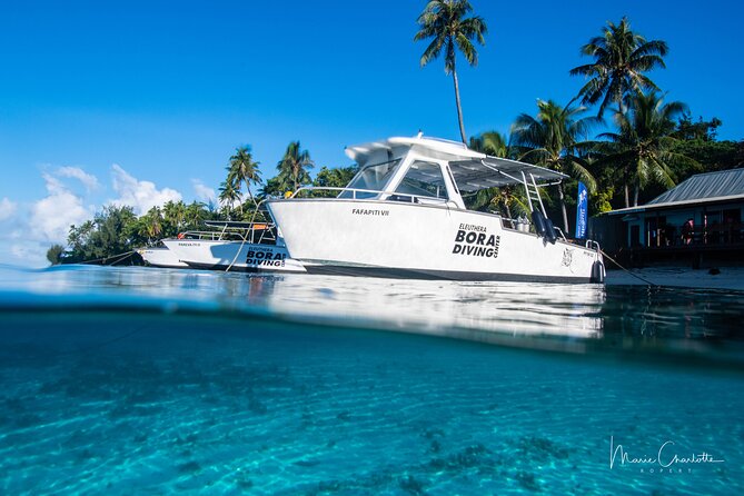 Romantic Dive for beginners in Bora Bora (2 people) with Video - The underwater session and what you may see