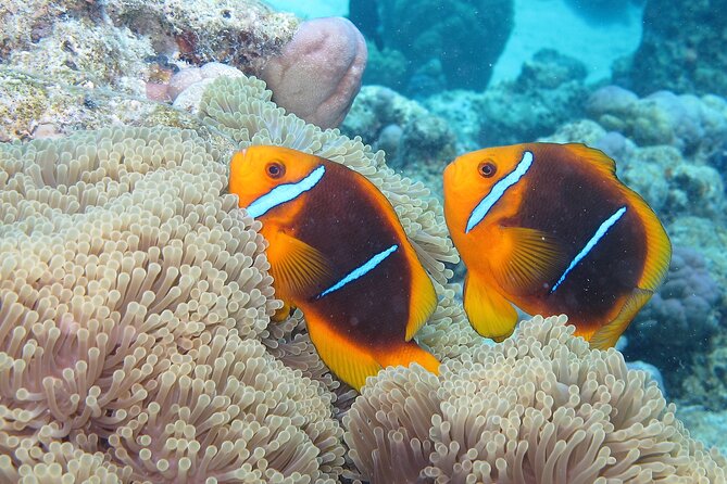 Romantic Dive for beginners in Bora Bora (2 people) with Video - A cameraman records the experience
