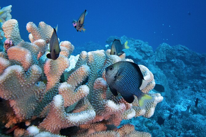 Romantic Dive for beginners in Bora Bora (2 people) with Video - Is $491.54 good value for two people?
