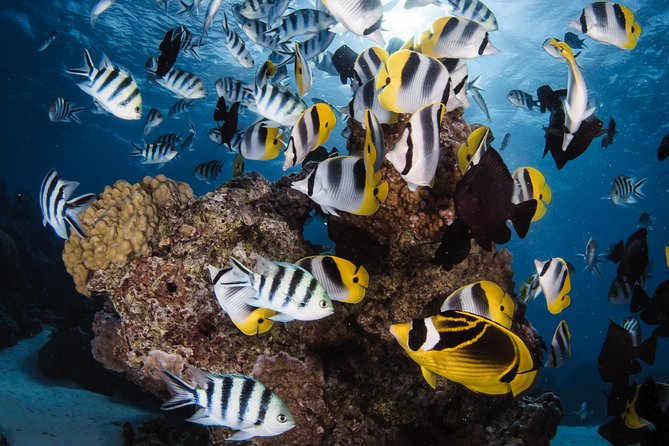 Romantic Dive for beginners in Bora Bora (2 people) with Video - Starting at Matira Beach
