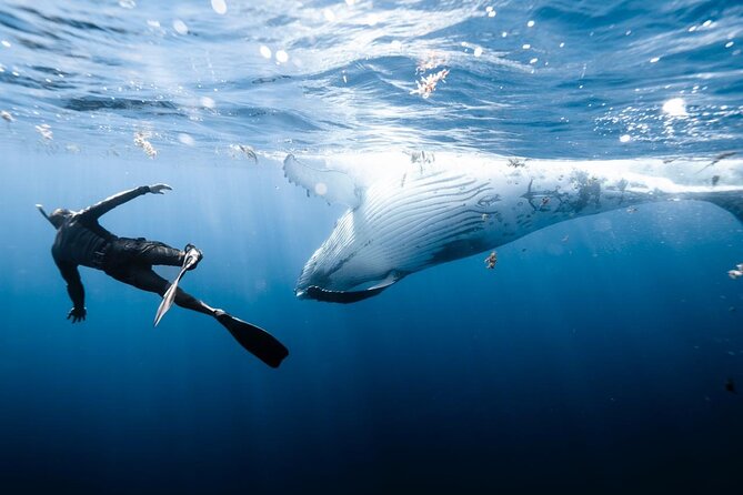 Sacred Experience Swimming with a Whale in Moorea - Why this Moorea whale trip feels different