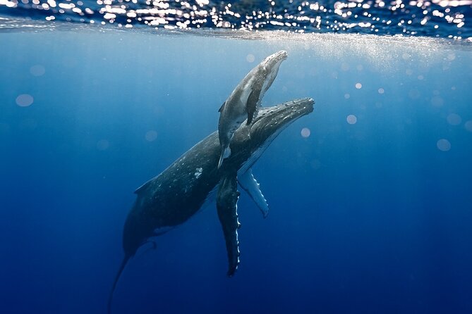 Sacred Experience Swimming with a Whale in Moorea - Watching whales before entering the water